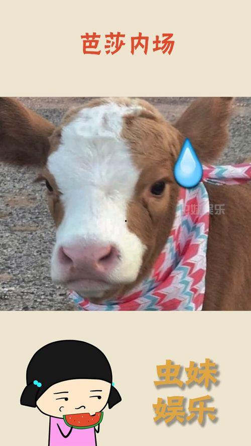 娱乐吃瓜酱狗,揭秘娱乐圈背后的趣味故事